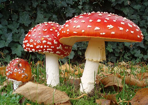 Foto VIP amanita