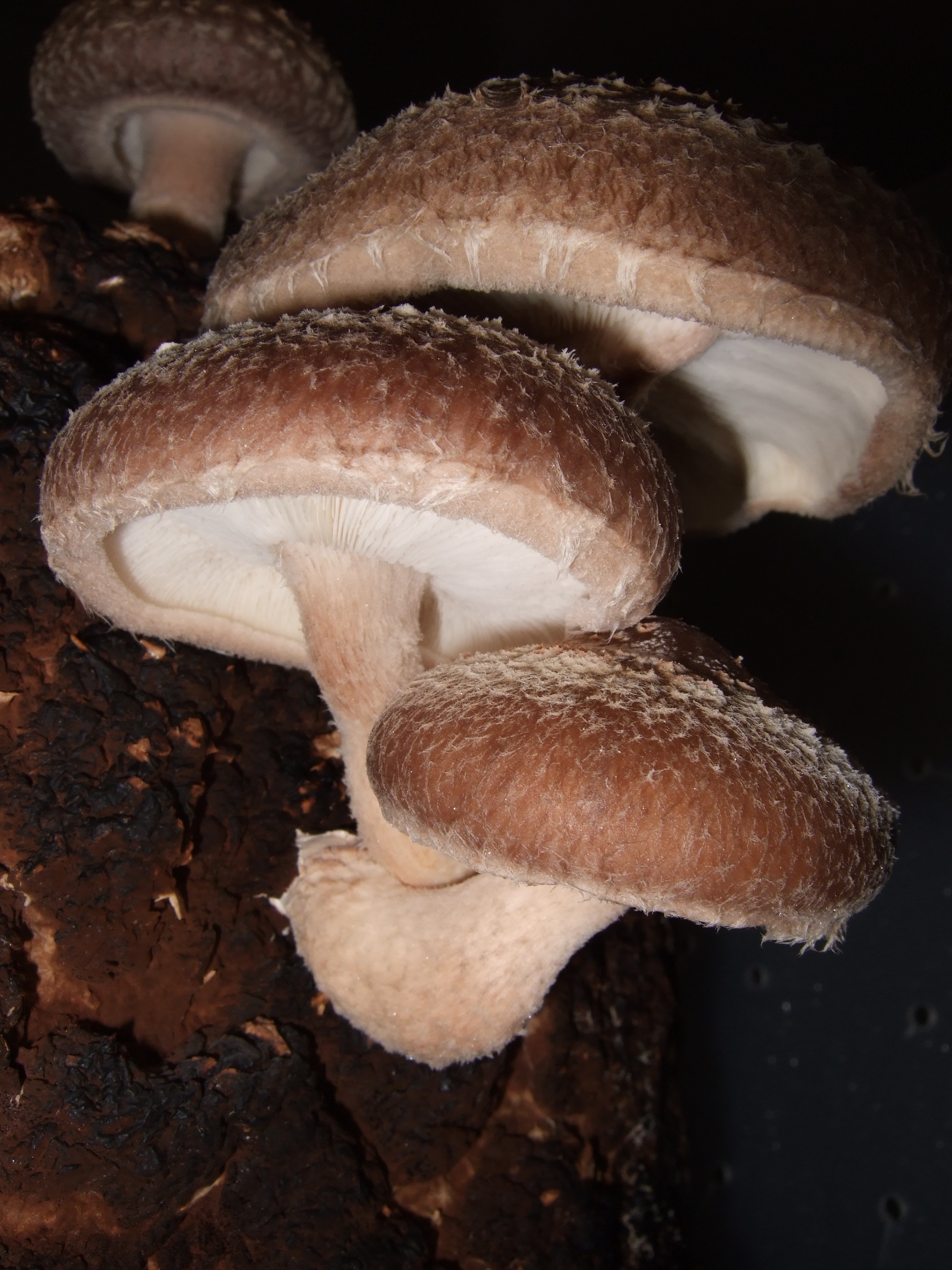 Foto VIP shitake